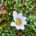 Werneria pygmaea Blüte