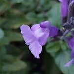 Salvia greggiiFloro