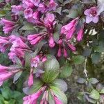 Weigela florida Blad