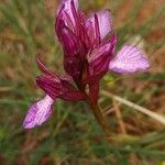 Anacamptis papilionaceaKvět