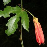 Passiflora vitifolia Fleur