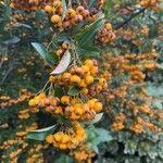 Pyracantha coccineaFruit