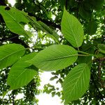 Prunus sargentii Leaf