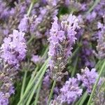 Lavandula angustifolia പുഷ്പം