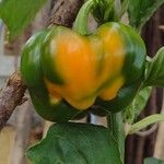 Capsicum annuumᱡᱚ