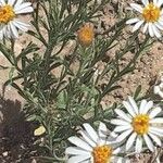 Erigeron pumilus ᱥᱟᱠᱟᱢ