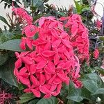 Ixora hookeri फूल