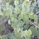 Vitis riparia অভ্যাস