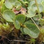 Salix herbacea Blad