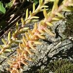 Petrosedum montanum Lehti