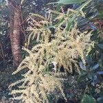 Cordyline mauritiana Hábito