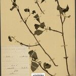 Rytigynia erythroxyloides Otro