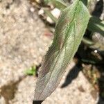 Epilobium parviflorumLeaf