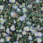 Symphyotrichum ericoidesFlower