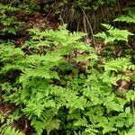 Gymnocarpium dryopteris Habit