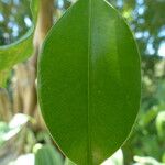 Ficus benjamina Yaprak