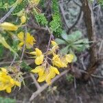 Adenocarpus foliolosus Flower