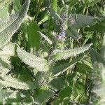 Anchusa arvensis Blad