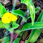 Commelina africana Virág