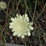 Scabiosa ochroleuca Квітка