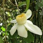 Gustavia augusta Fleur