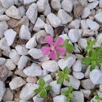 Silene pseudoatocionFlor