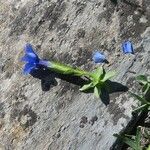 Gentiana verna 花