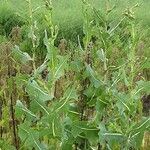 Lactuca serriola عادت داشتن