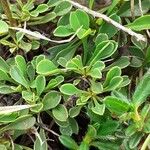 Globularia cordifolia Leaf