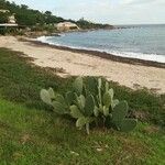 Opuntia ficus-indica Blad