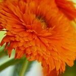 Calendula stellata Flower