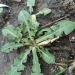 Crepis bursifolia برگ