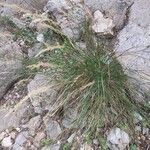 Achnatherum calamagrostis Flower