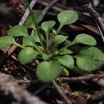 Teesdalia coronopifolia Folha