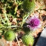 Cirsium vulgare Цвят