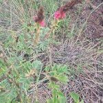 Indigofera schimperi 葉