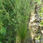 Festuca heterophylla Hoja