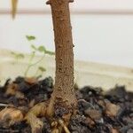 Rhus succedanea Bark