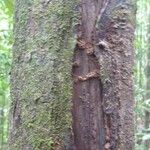 Elvasia elvasioides Bark