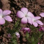 Phlox caespitosa Цвят