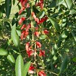 Erythrina crista-galli Lorea