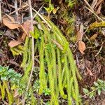 Lycopodium clavatumBlatt