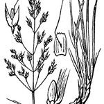 Agrostis mertensii Muu