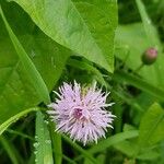 Centaurea nigraFlower