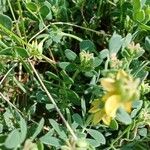 Coronilla minima Leaf