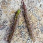 Cleome iberica Fruit