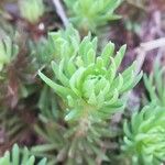 Petrosedum forsterianum Blad