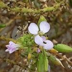 Cakile maritima 花