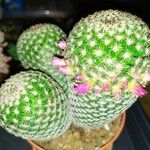 Mammillaria matudae Blatt