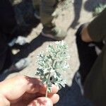 Artemisia absinthium ഇല